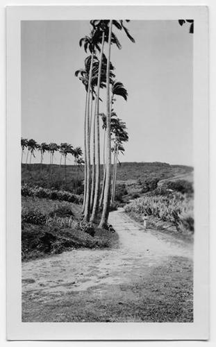 J.E.H. and wife Joan MacDonald, photographers
West Indies, Spring 1932 - Castries, St. Lucia
…