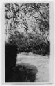 J.E.H. and wife Joan MacDonald, photographers
West Indies, Spring 1932 
black and white print…