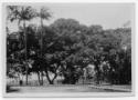 J.E.H. and wife Joan MacDonald, photographers
West Indies, Spring 1932
black and white print…