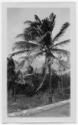 J.E.H. and wife Joan MacDonald, photographers
West Indies, Spring 1932 
black and white print…