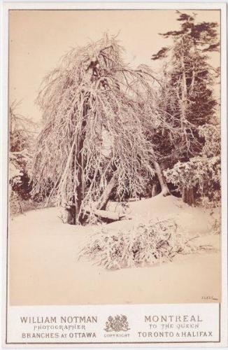 Niagara in Winter on Luna Island