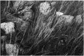 Stones 1