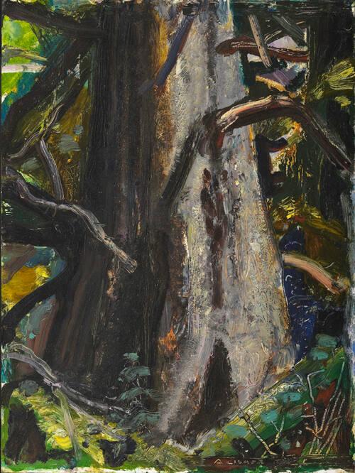 Big Tree--B.C.