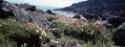 Flora of the south beach in the Dorset area. 
Cape Dorset, Southwest Baffin Island, Nunavut, 1…